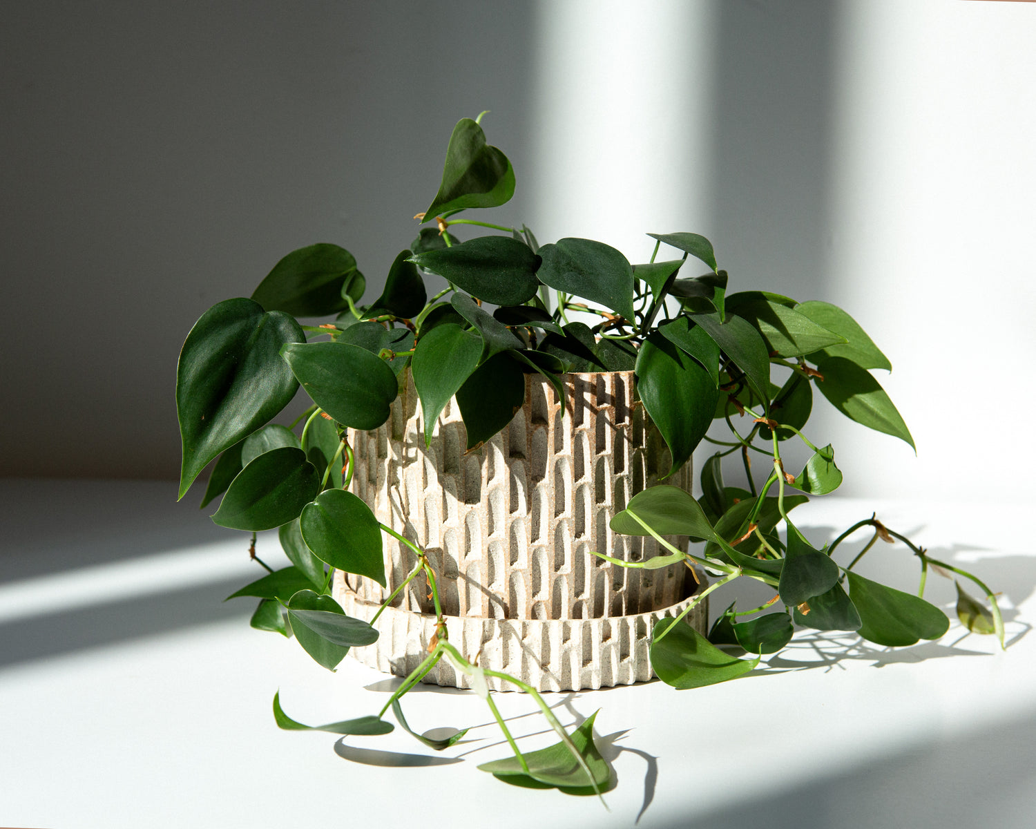 A cylindrical ceramic planter with a notched exterior and a smooth, matte off-white interior, resting on a light surface with soft shadows. A vine sits in the pot, draping over the sides.