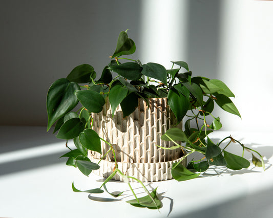 A cylindrical ceramic planter with a notched exterior and a smooth, matte off-white interior, resting on a light surface with soft shadows. A vine sits in the pot, draping over the sides.