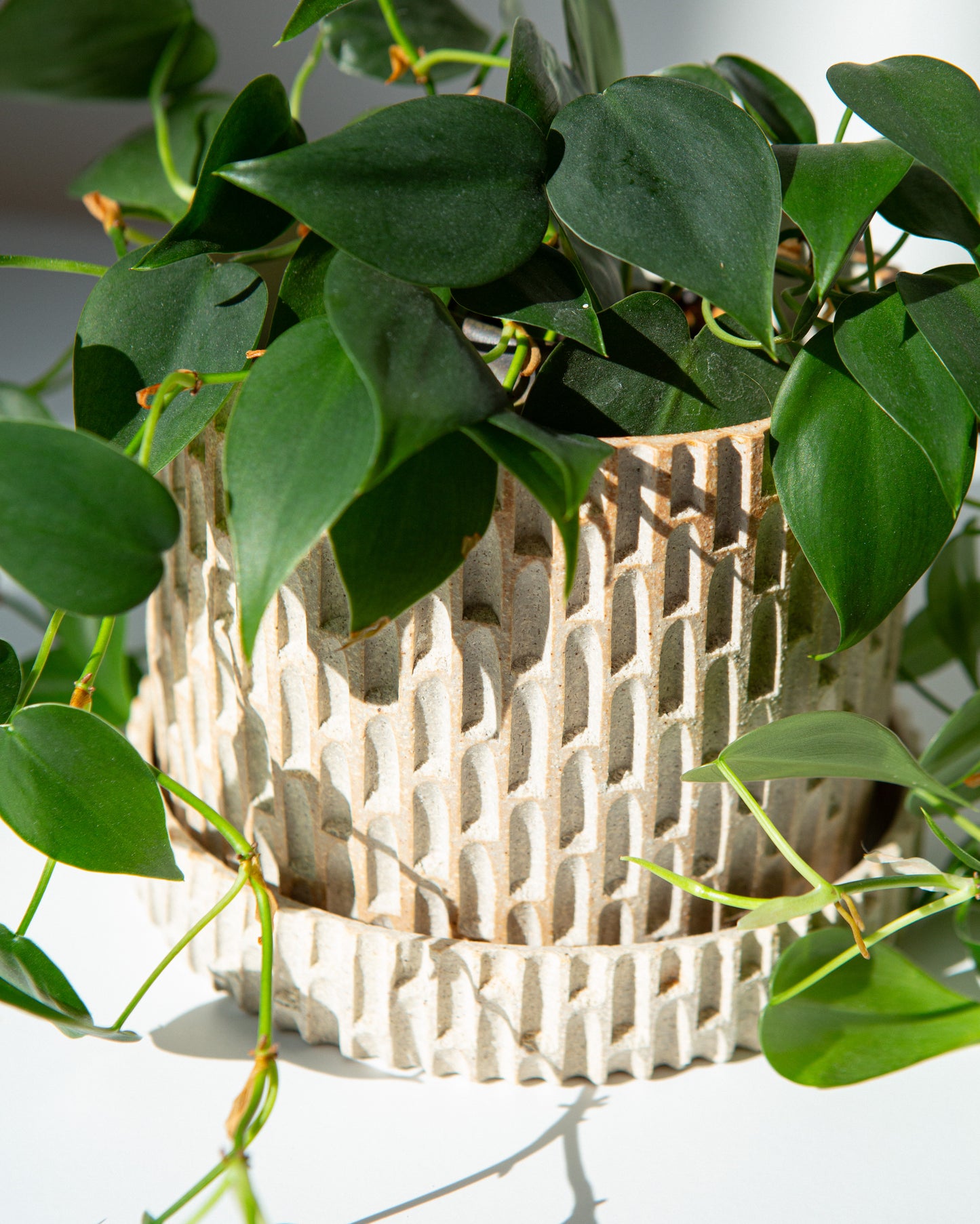A close up on a cylindrical ceramic planter with a notched exterior and a smooth, matte off-white interior, resting on a light surface with soft shadows. A vine sits in the pot, draping over the sides.